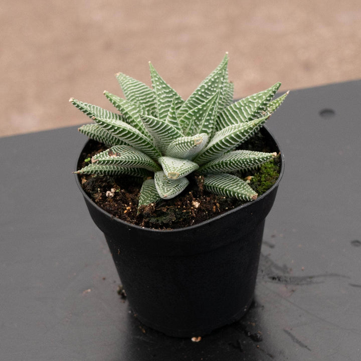 Gabriella Plants Haworthia 4" Haworthia 'Miami'