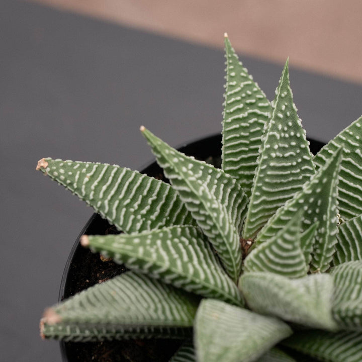 Gabriella Plants Haworthia 4" Haworthia 'Miami'