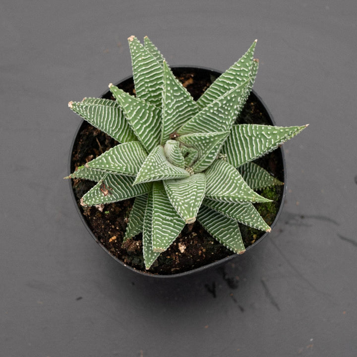 Gabriella Plants Haworthia 4" Haworthia 'Miami'