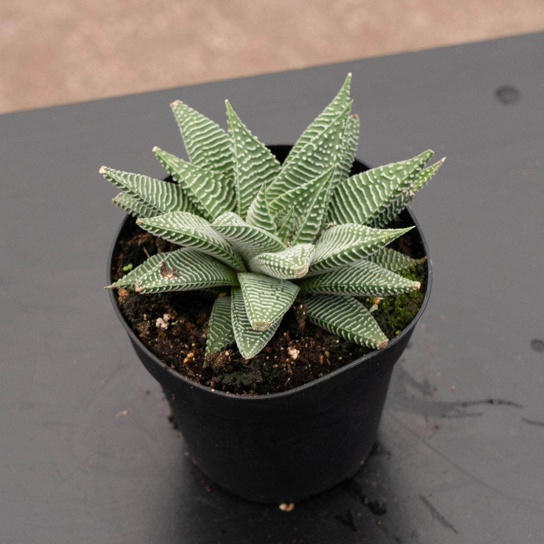 Gabriella Plants Haworthia 4" Haworthia 'Miami'