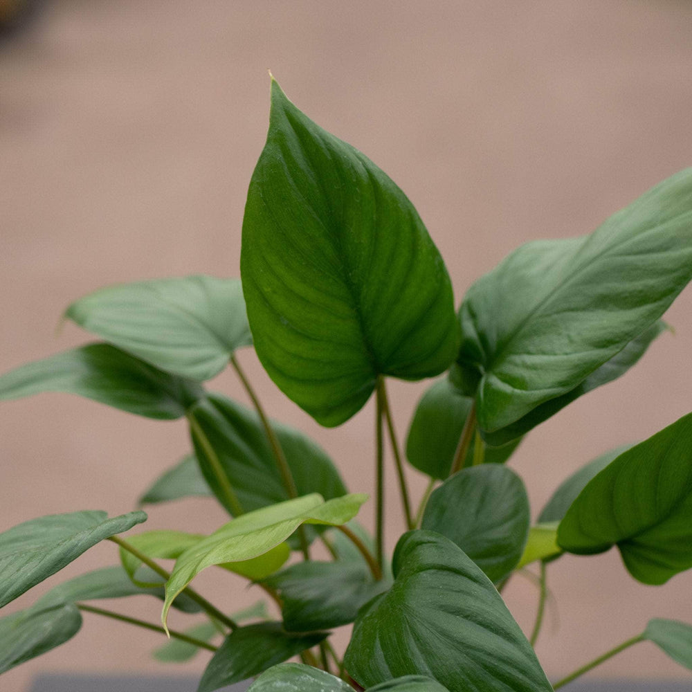 Gabriella Plants Homalomena 4" Homalomena rubescens