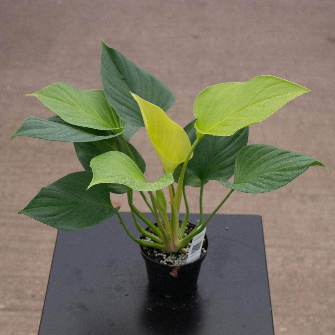 Gabriella Plants Indoor & Outdoor Plants 4" Homalomena 'Sunshine Gem'