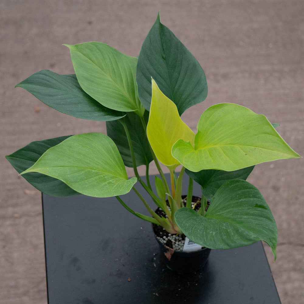 Gabriella Plants Indoor & Outdoor Plants 4" Homalomena 'Sunshine Gem'