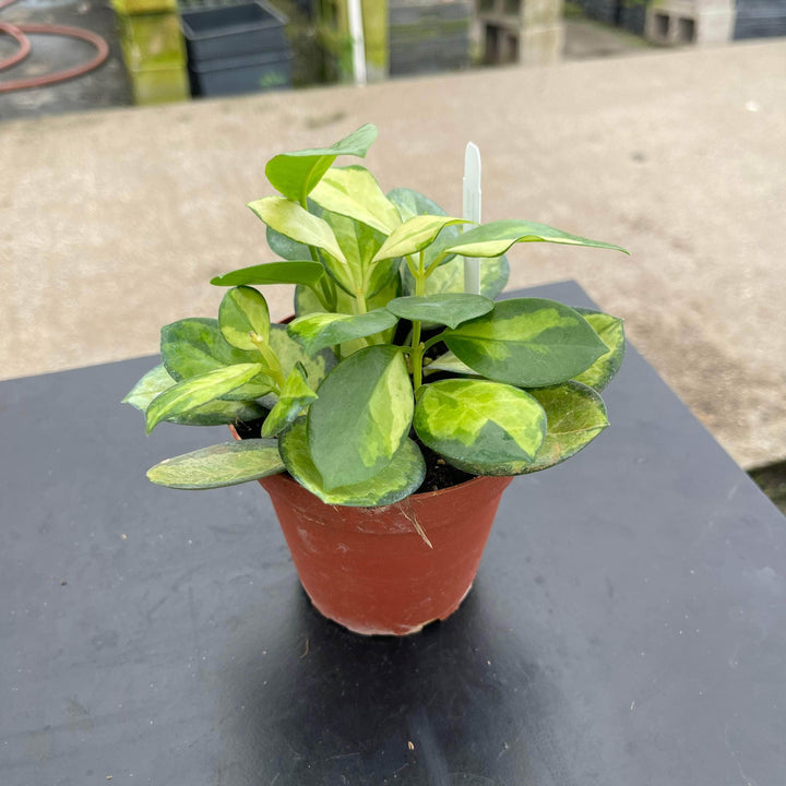 Gabriella Plants Hoya Hoya australis 'Lisa'