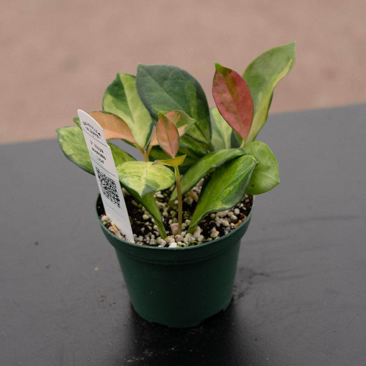 Gabriella Plants Hoya Hoya australis 'Lisa'