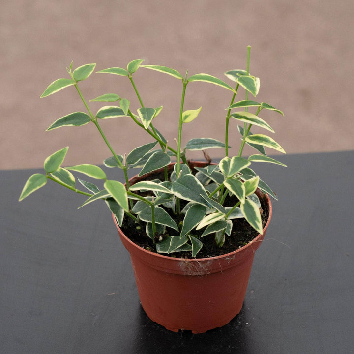 Gabriella Plants Hoya 4" Hoya bella variegated