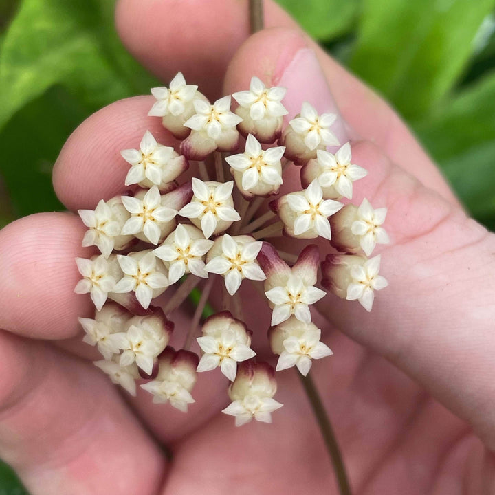 Gabriella Plants Hoya 3" Hoya 'Breelynn'