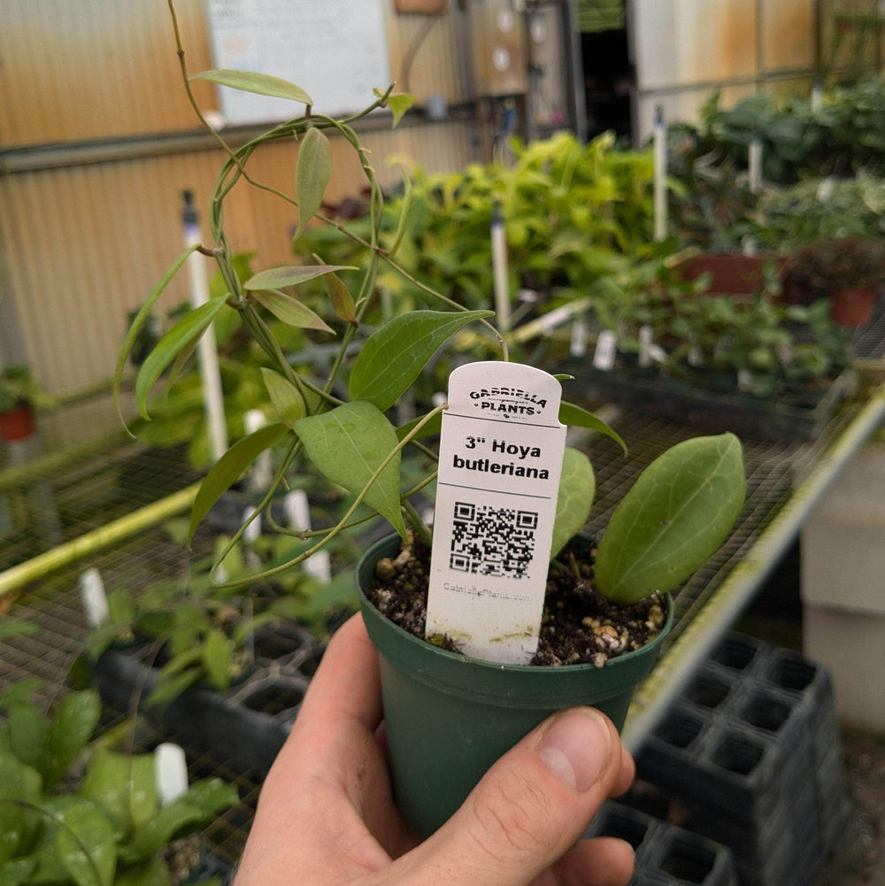 Gabriella Plants Hoya 3" Hoya butleriana