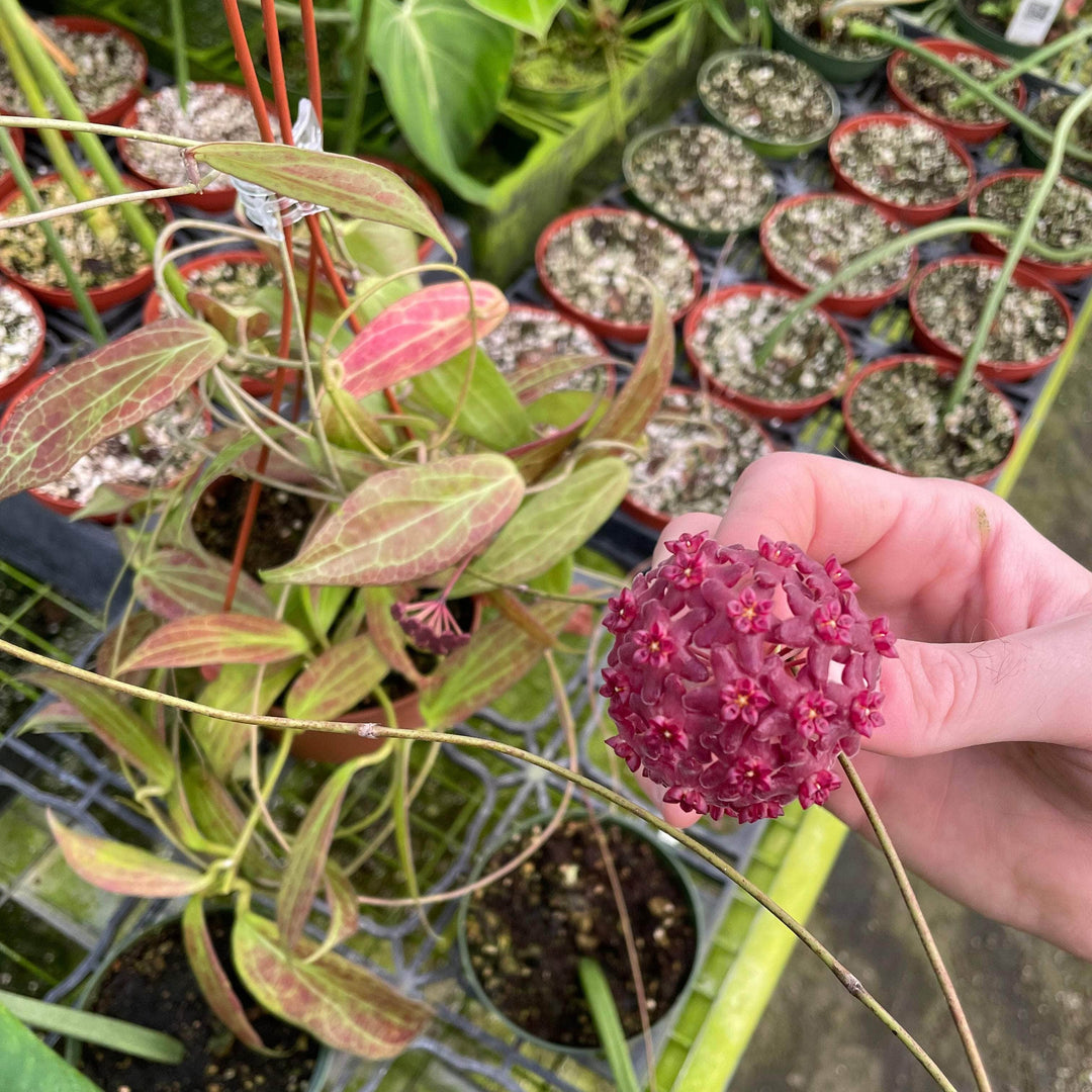 Gabriella Plants Hoya 3" Hoya butleriana