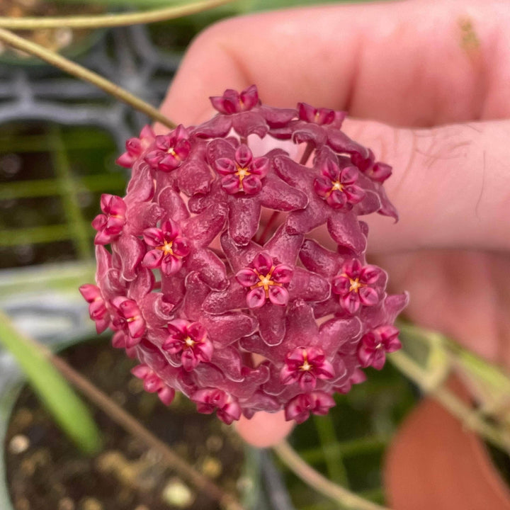 Gabriella Plants Hoya 3" Hoya butleriana