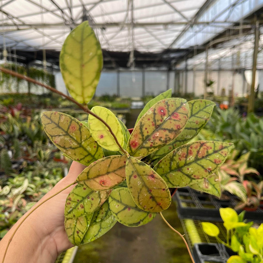 Gabriella Plants Hoya 4" Hoya callistophylla