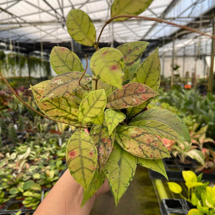 Gabriella Plants Hoya Hoya callistophylla