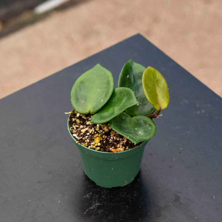 Gabriella Plants Hoya 3" Hoya carnosa 'Chelsea'