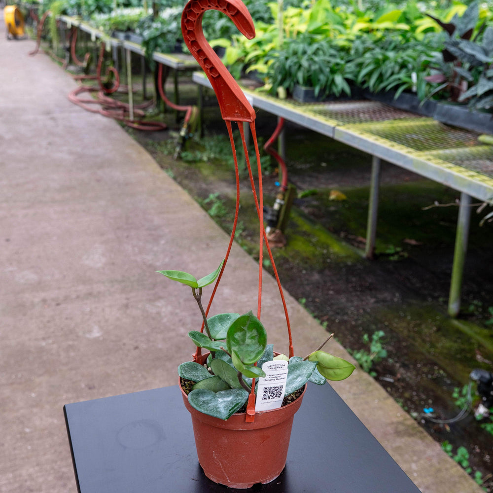 Gabriella Plants Hoya Hoya carnosa 'Chelsea'