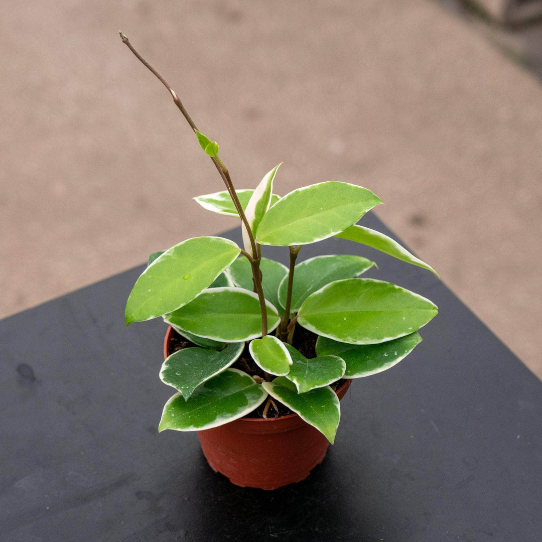 Gabriella Plants Hoya 4" Hoya carnosa 'Krimson Queen'