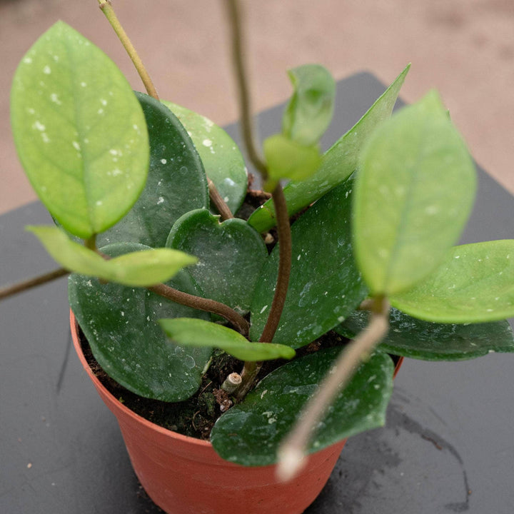 Gabriella Plants Hoya 4" Hoya carnosa 'Snowball'