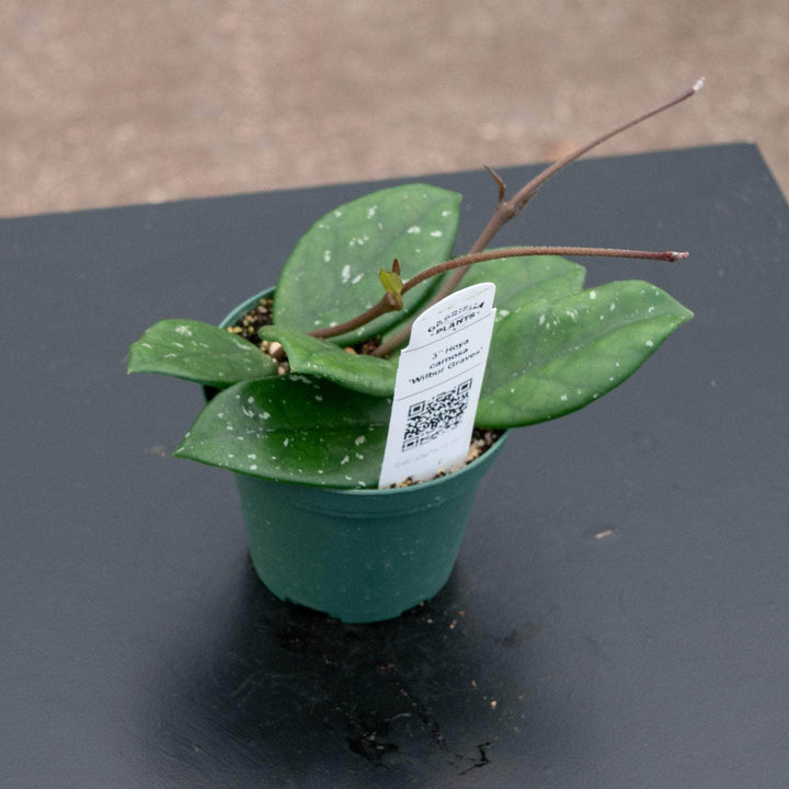 Gabriella Plants Hoya 3" low splash Hoya carnosa ‘Wilbur Graves’