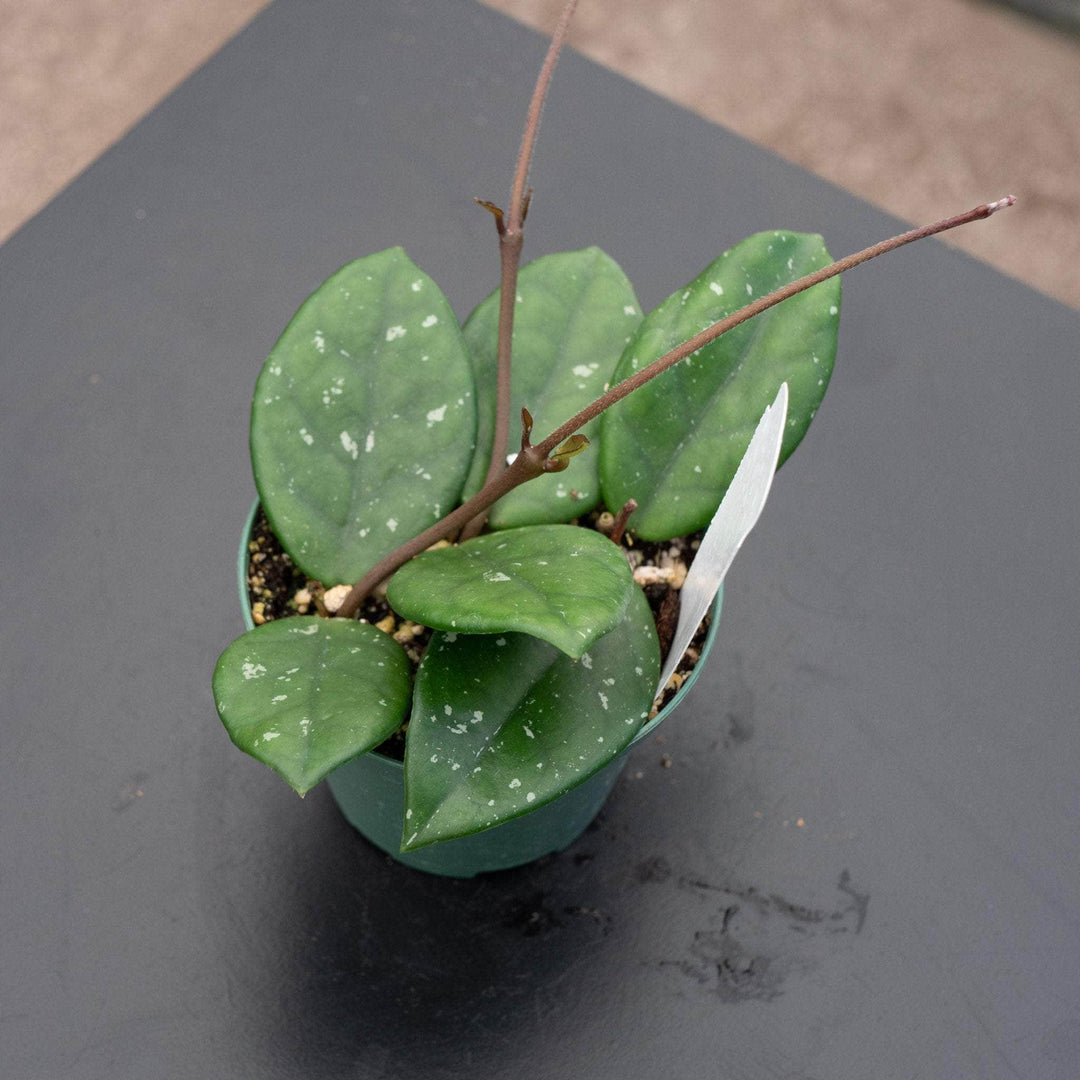 Gabriella Plants Hoya 3" low splash Hoya carnosa ‘Wilbur Graves’