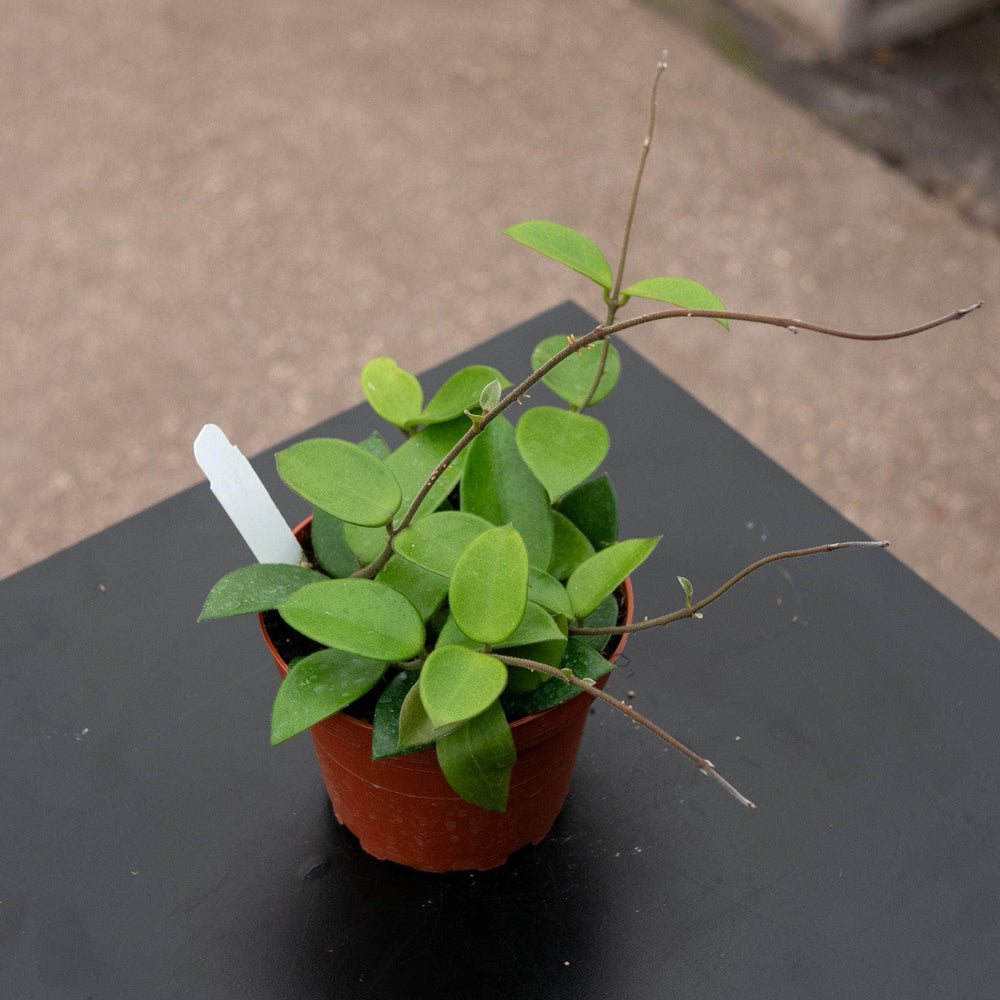 Gabriella Plants Hoya 4" Hoya "Chouke"