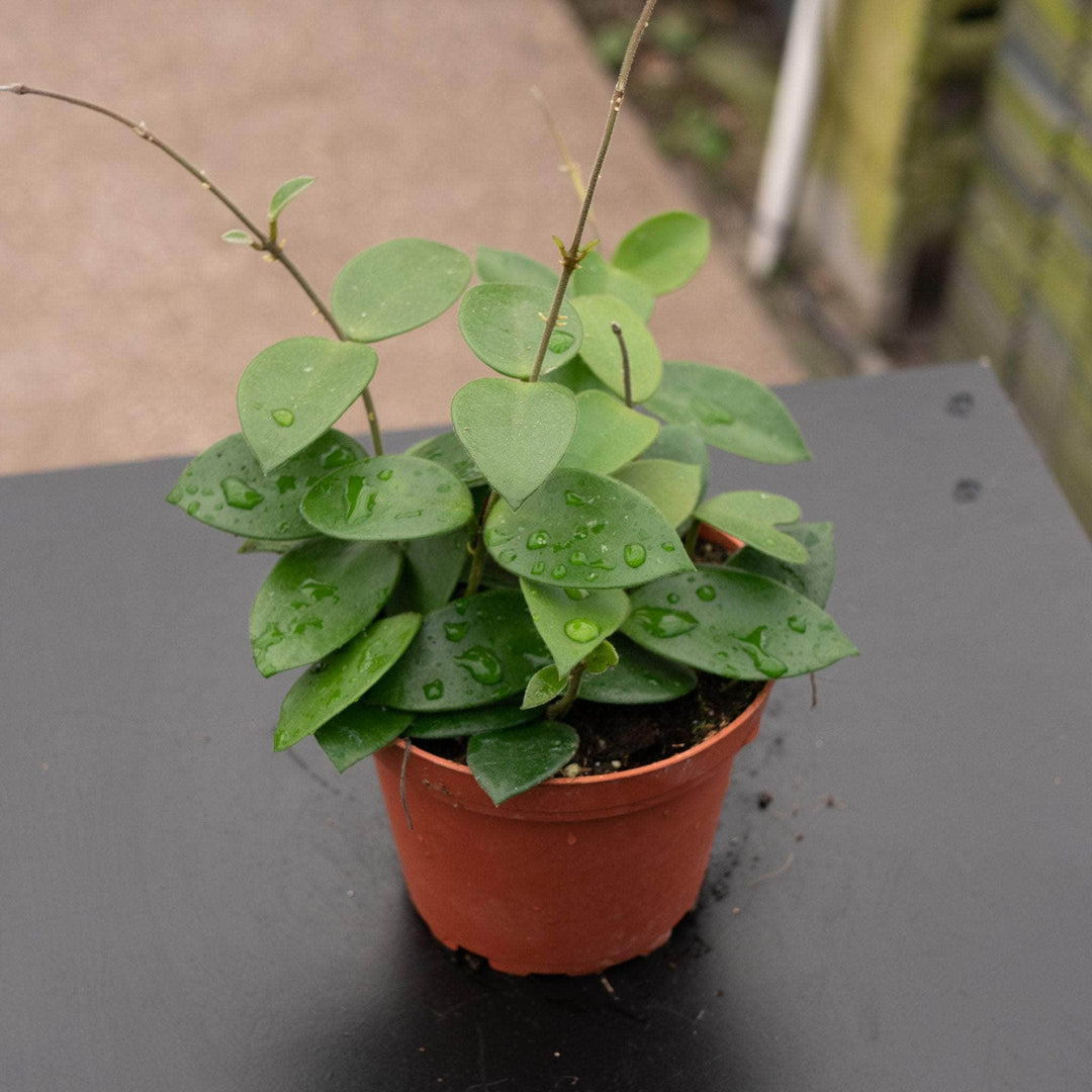 Gabriella Plants Hoya 4" Hoya "Chouke"