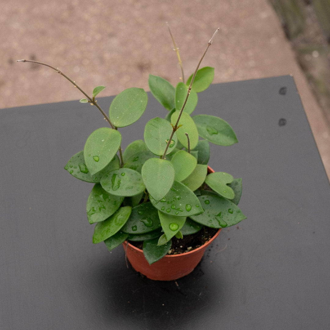 Gabriella Plants Hoya 4" Hoya "Chouke"