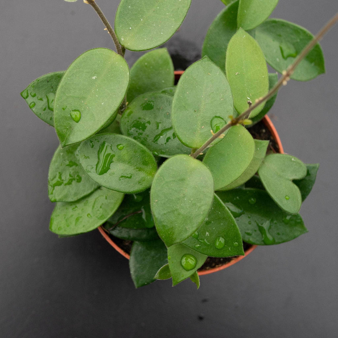 Gabriella Plants Hoya 4" Hoya "Chouke"