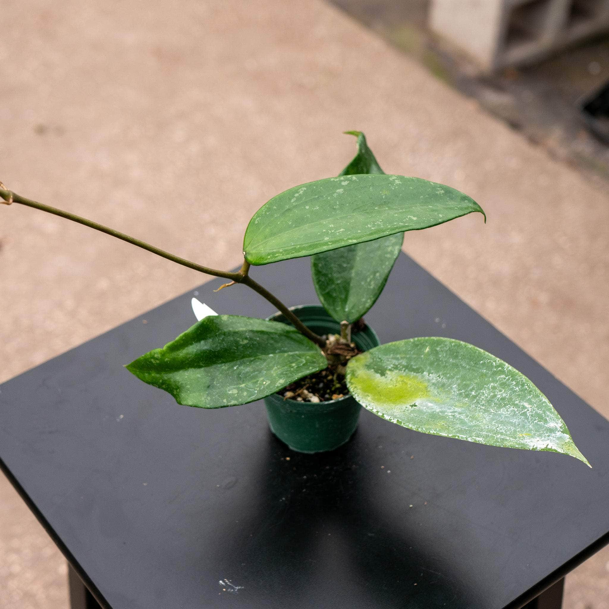 Hoya Cladestina Yellow in a 4 inch pot / store Well Established / Gorgeous Veined Leaves