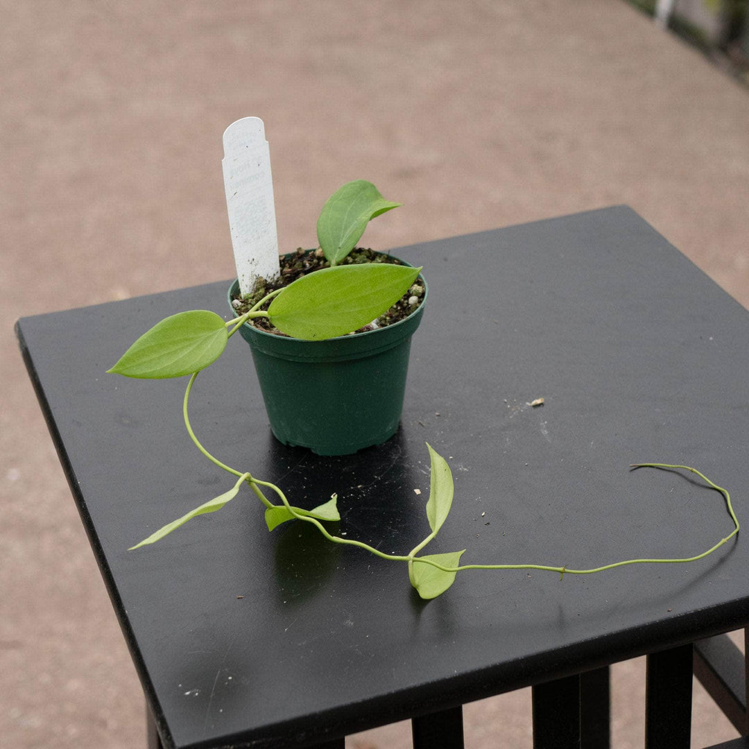 Gabriella Plants Hoya 3" Hoya cominsii