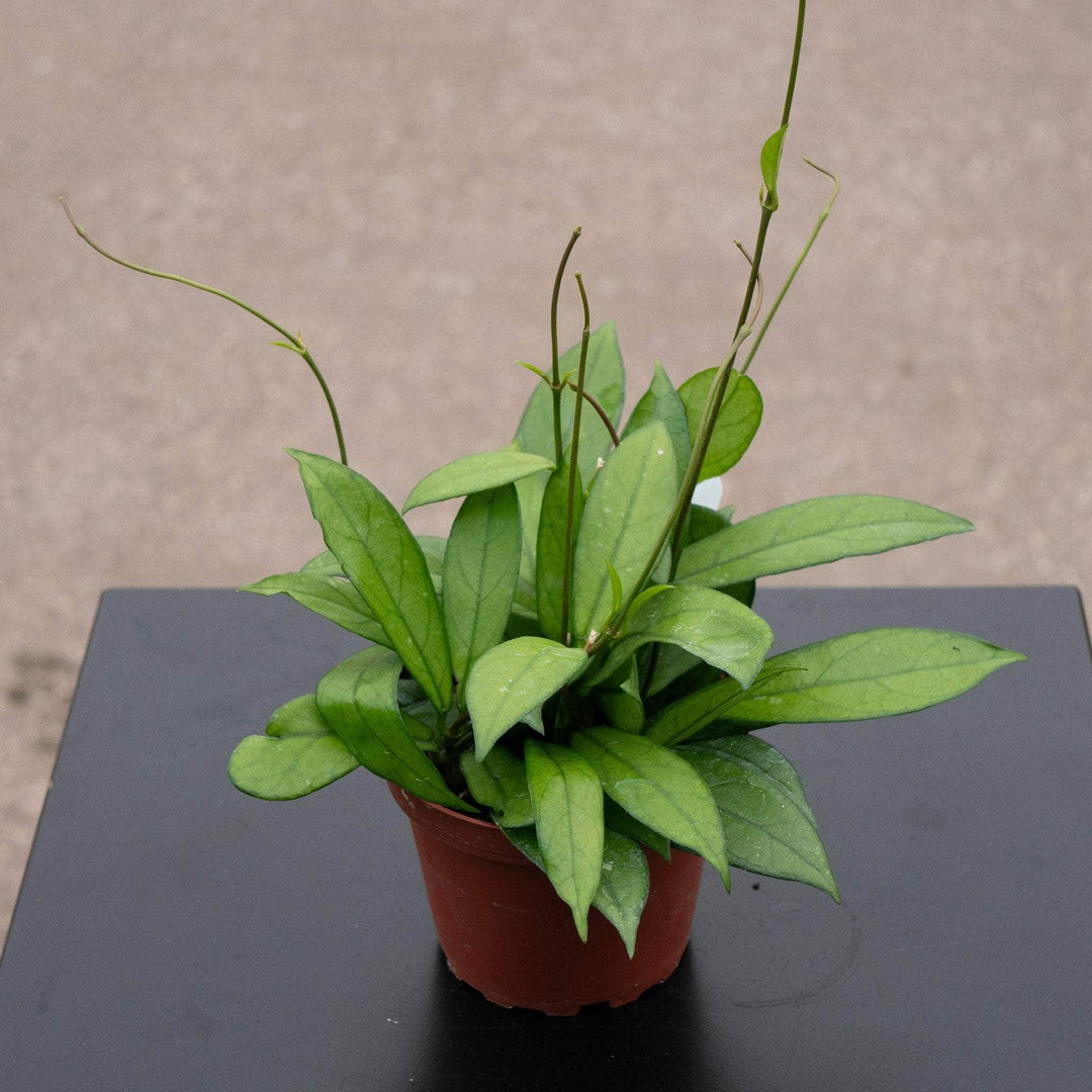 Gabriella Plants 4" Hoya crassipetiolata