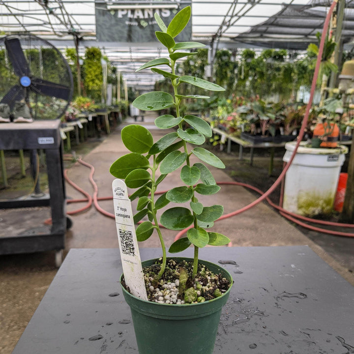 Gabriella Plants Hoya 3” Hoya cumingiana