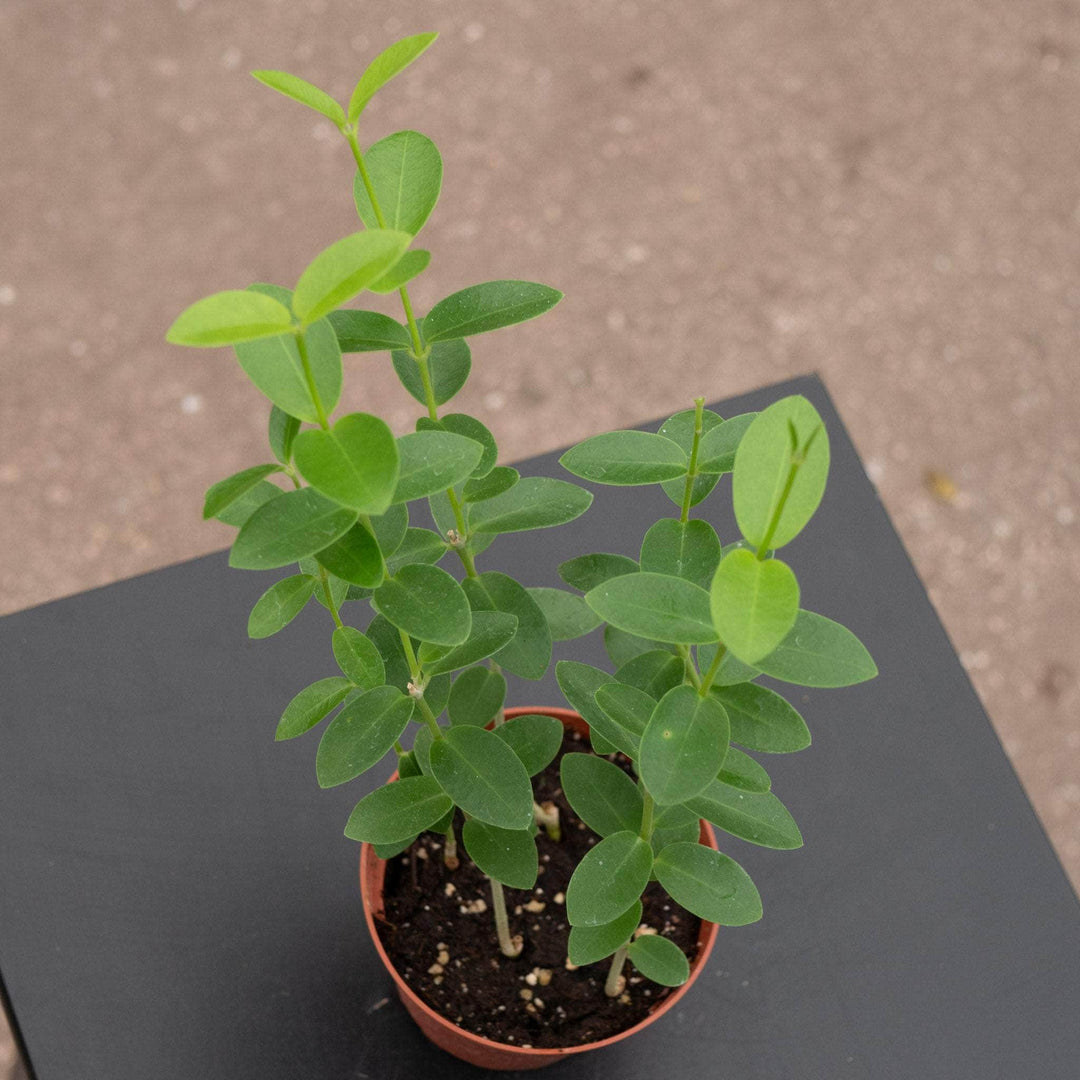 Gabriella Plants Hoya 3” Hoya cumingiana