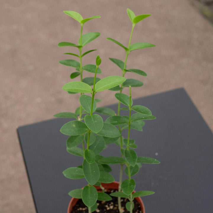 Gabriella Plants Hoya Hoya cumingiana