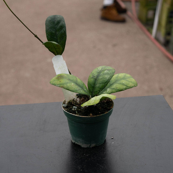 Gabriella Plants Hoya Hoya deykeae