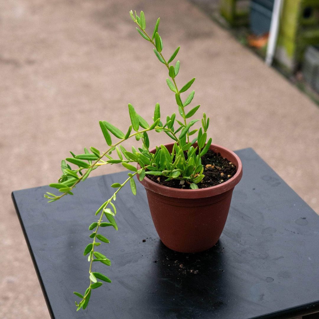 Gabriella Plants Hoya 4" Hoya engleriana