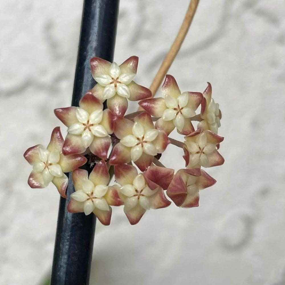 Gabriella Plants Hoya 3” Hoya finlaysonii 'Chicken Farm'