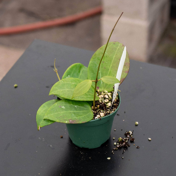 Gabriella Plants Hoya 3” Hoya ‘Genieve’