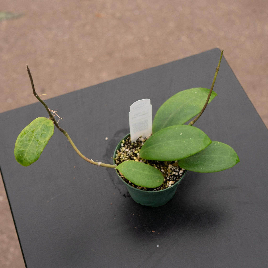 Gabriella Plants Hoya 3" Hoya 'Ghost Fairy'