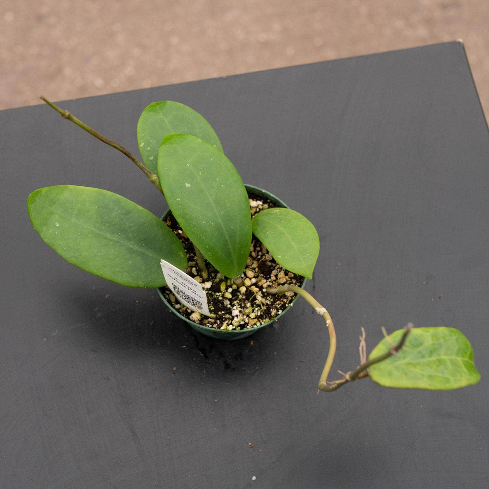 Gabriella Plants Hoya 3" Hoya 'Ghost Fairy'