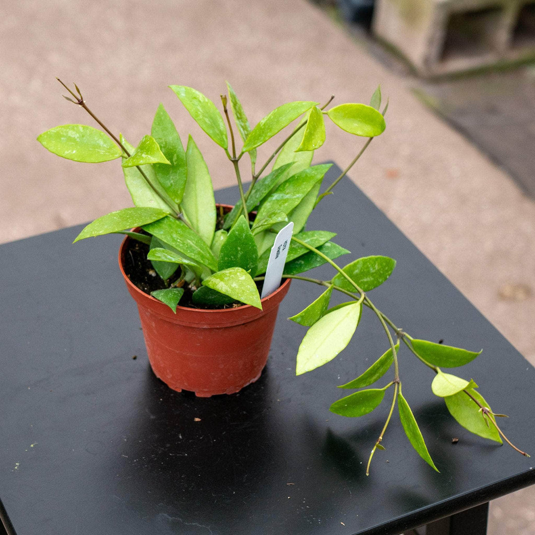 Gabriella Plants Hoya 4 Hoya gracilis