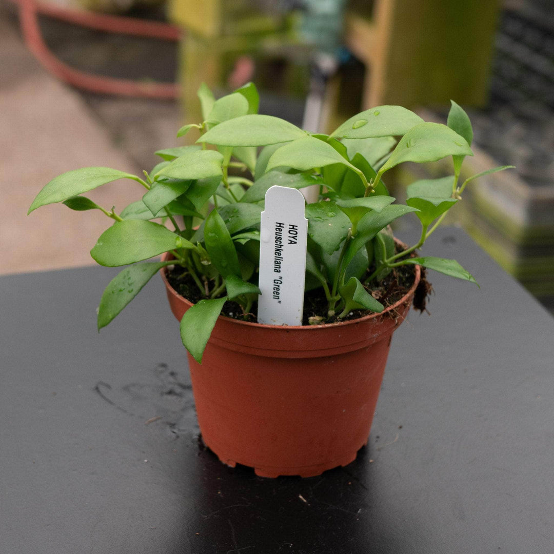 Gabriella Plants Hoya Hoya heuschkeliana