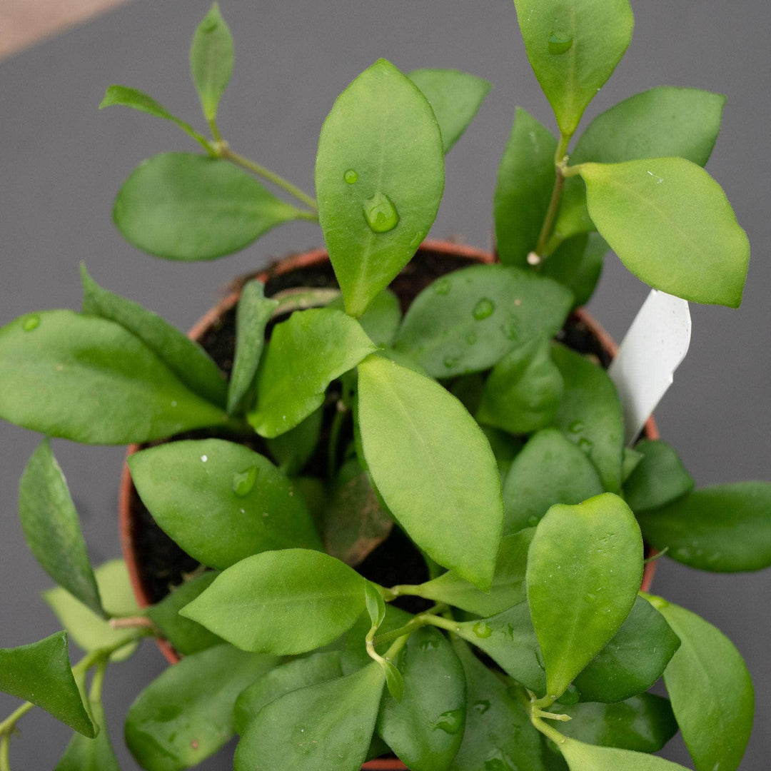 Gabriella Plants Hoya Hoya heuschkeliana