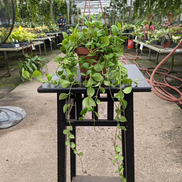 Gabriella Plants Hoya 5" Hoya heuschkeliana