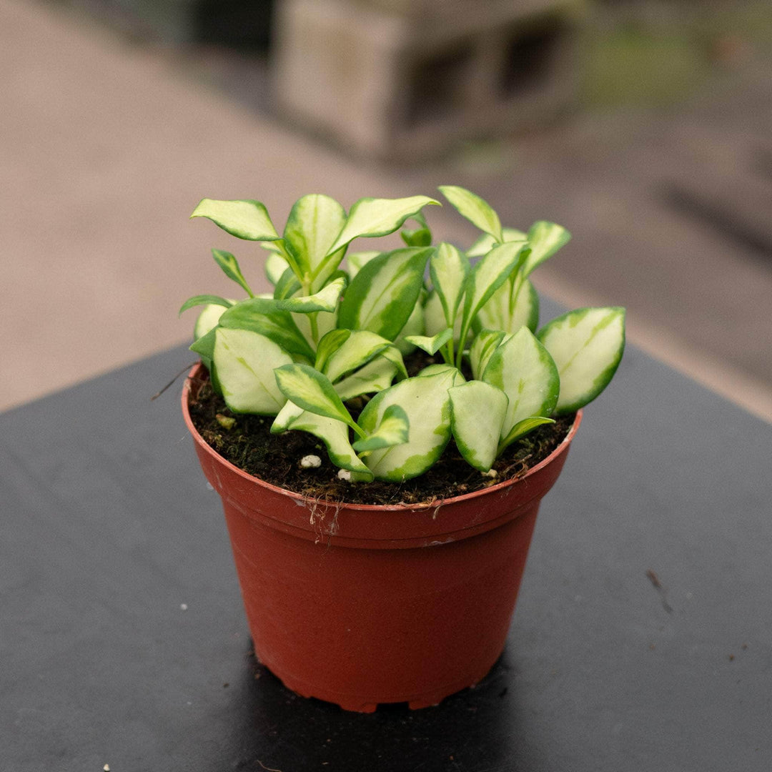 Gabriella Plants Hoya 4" Hoya heuschkeliana variegata