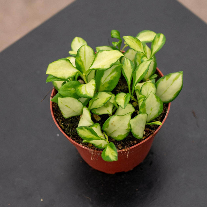 Gabriella Plants Hoya Hoya heuschkeliana variegata