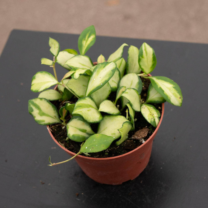 Gabriella Plants Hoya Hoya heuschkeliana variegata