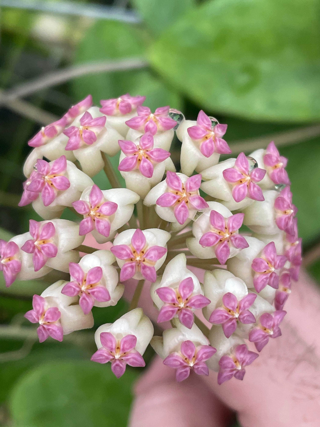 Gabriella Plants Hoya 3" Hoya icensis