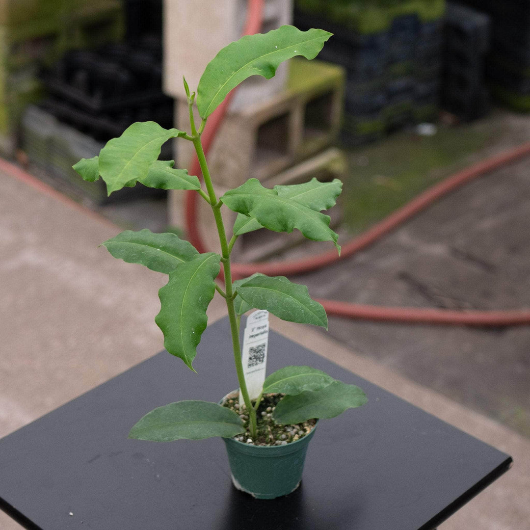 Gabriella Plants Hoya 3" Hoya imperialis