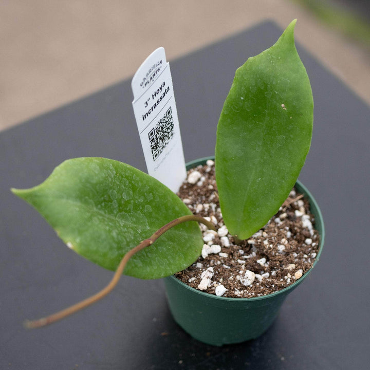 Gabriella Plants Hoya 3" Hoya incrassata