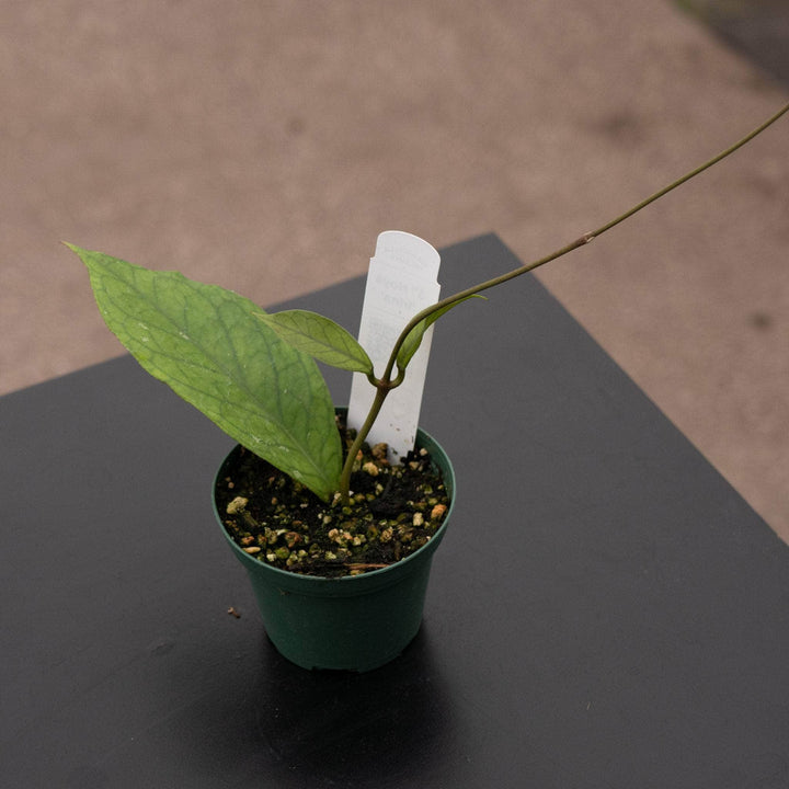 Gabriella Plants Hoya 3" Hoya ‘Irina’