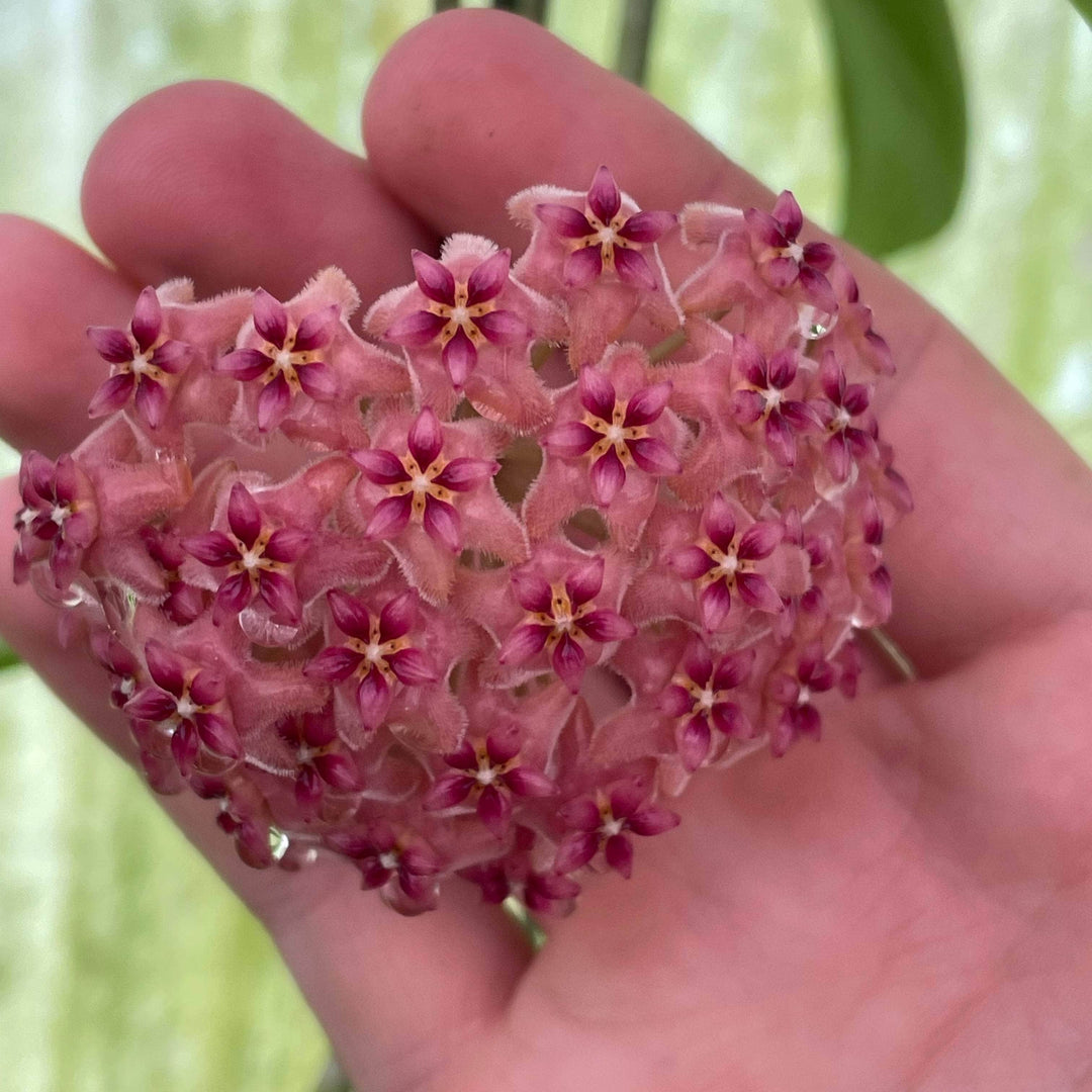 Gabriella Plants Hoya 3" Hoya 'Kicki'